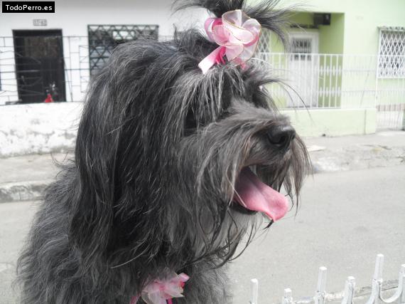 La foto del perro