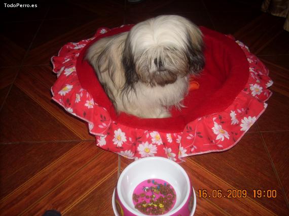 La foto del perro