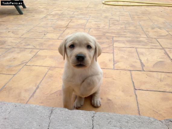 Foto del perro Maui