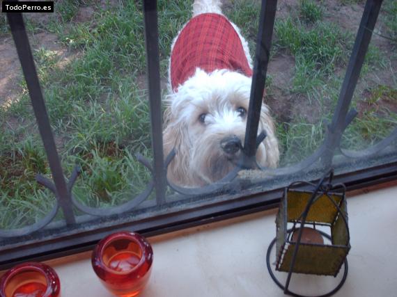 La foto del perro