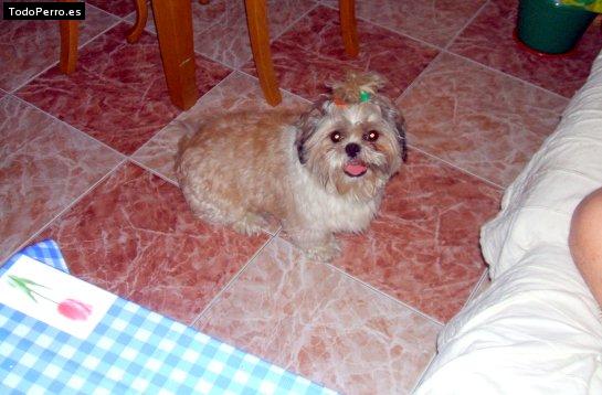 Foto del perro Cooper