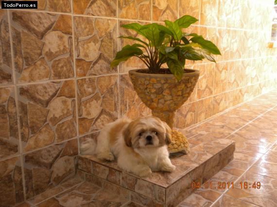 Foto del perro Rudy