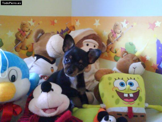 Foto del perro Rayo