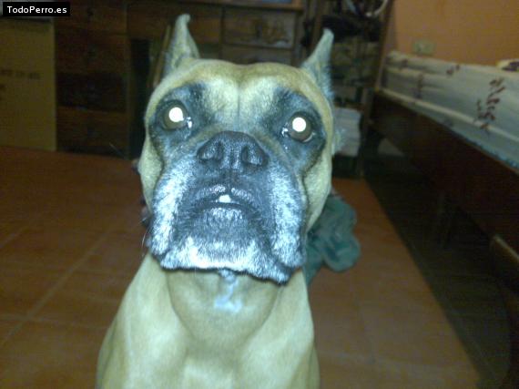 La foto del perro