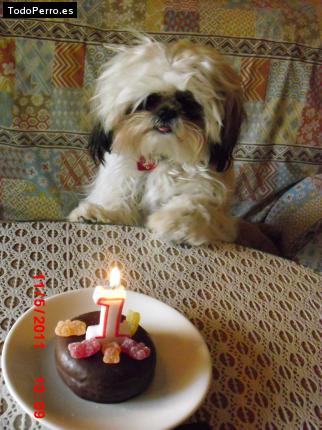 La foto del perro