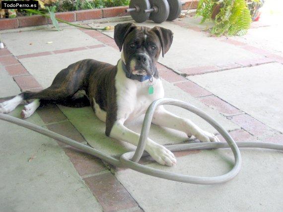 Foto del perro Chato