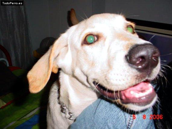 La foto del perro Samuel Foto del perro Samuel