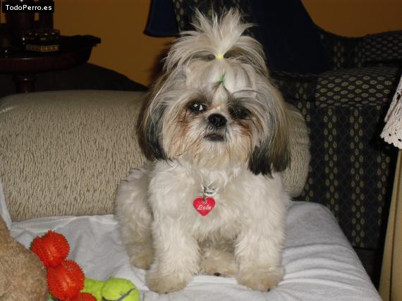 La foto del perro