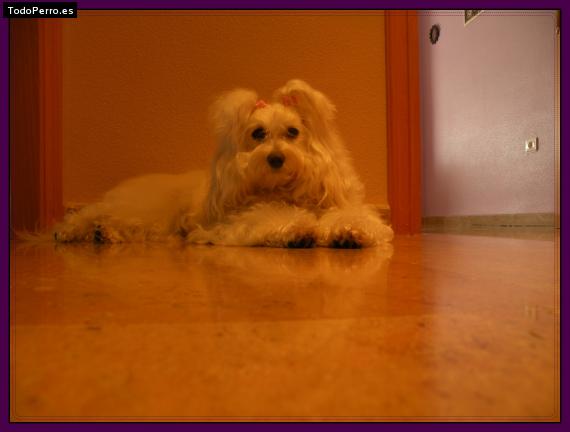 La foto del perro