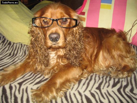 La foto del perro