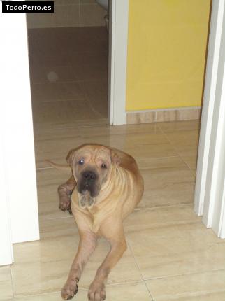 La foto del perro