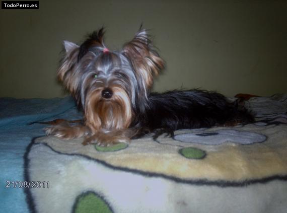 La foto del perro