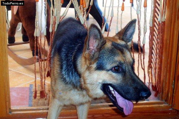 La foto del perro Gus Foto del perro Gus