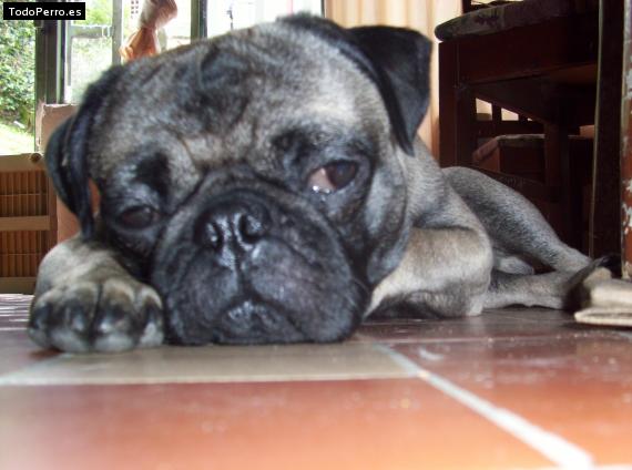 La foto del perro