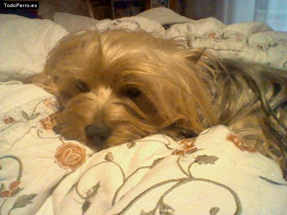 La foto del perro