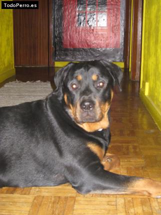 La foto del perro