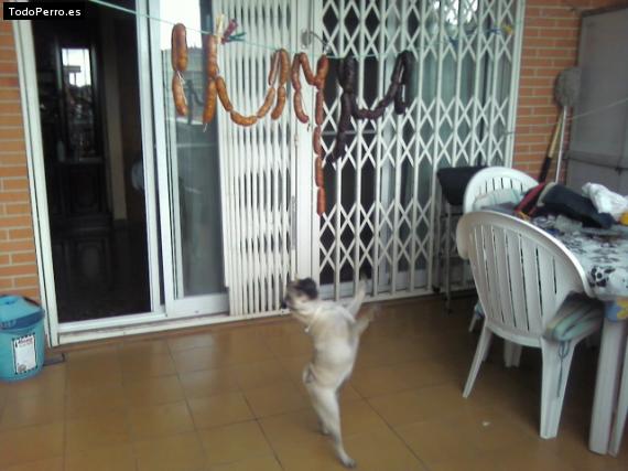 La foto del perro