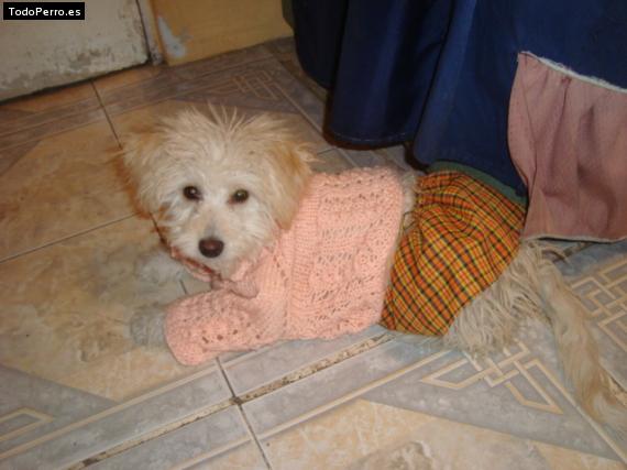 La foto del perro Estrella Foto del perro Estrella