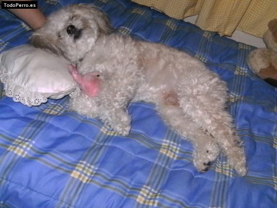 La foto del perro Willy Foto del perro Willy