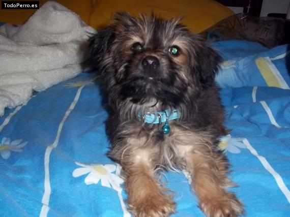 Foto del perro Randy