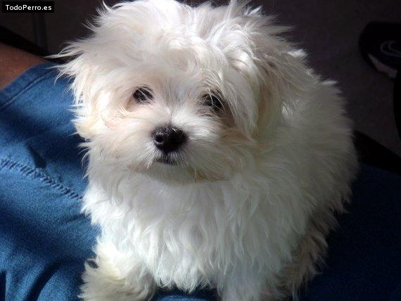 Foto del perro Bugy