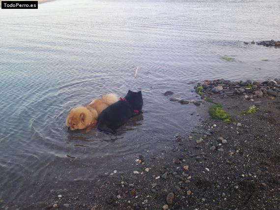 La foto del perro