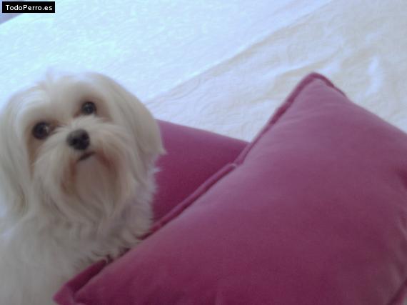 La foto del perro