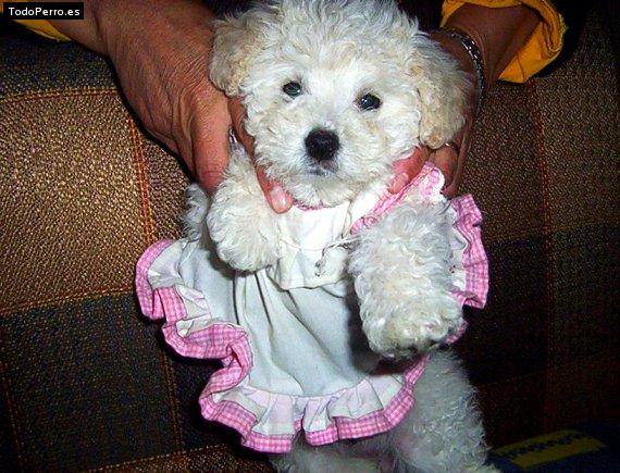 Foto del perro Iris