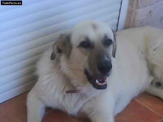 La foto del perro