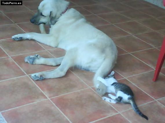 La foto del perro