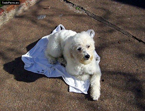 Foto del perro Ivo
