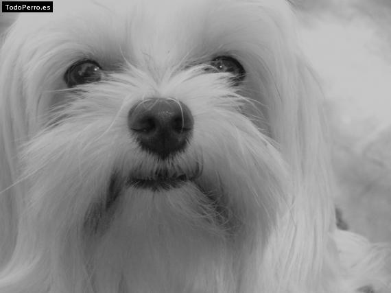 La foto del perro