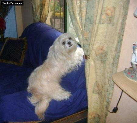 La foto del perro