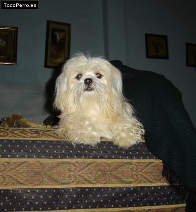 La foto del perro