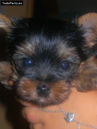 Foto del perro Tiko