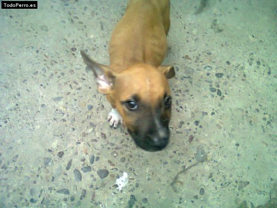 Foto del perro Loki