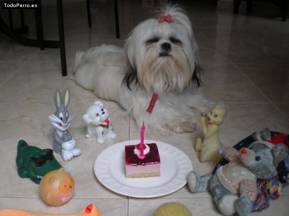 La foto del perro