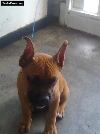 Foto del perro Jerry