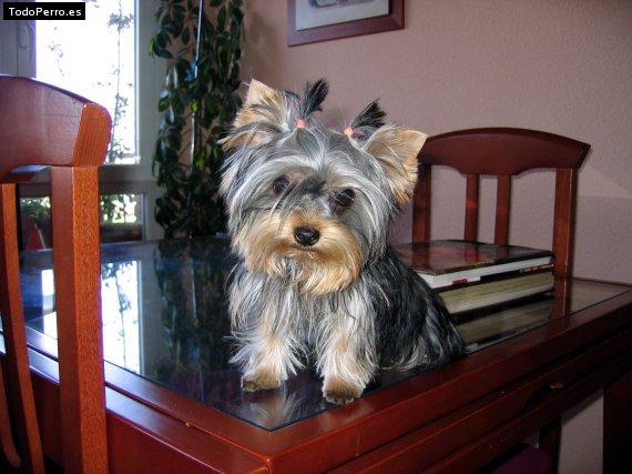 La foto del perro Kuka Foto del perro Kuka