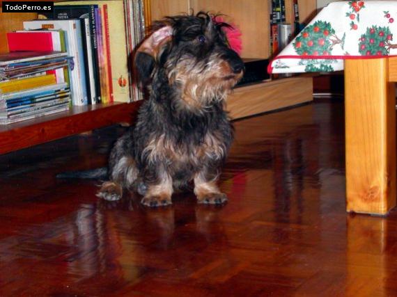 Foto del perro Canito