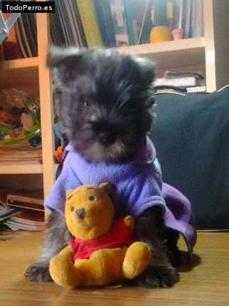 La foto del perro