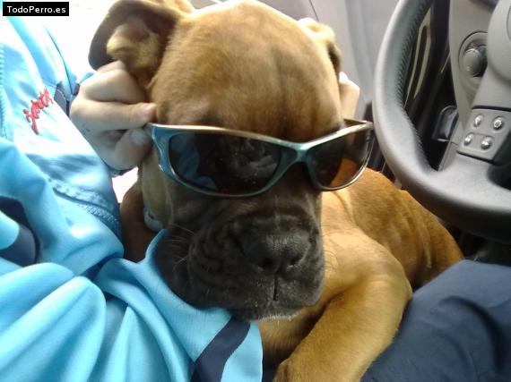 Foto del perro Jarque