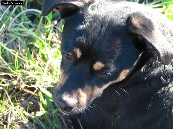 La foto del perro