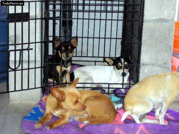 La foto del perro Cookie barbie chester peke Foto del perro Cookie barbie chester peke