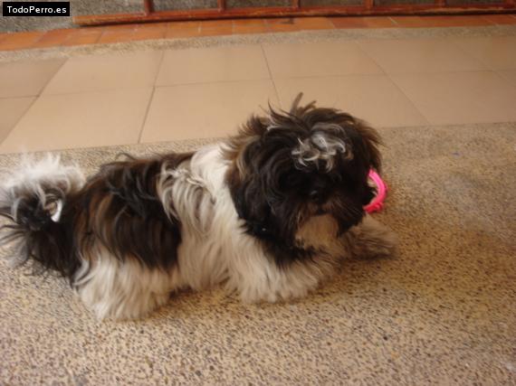 La foto del perro