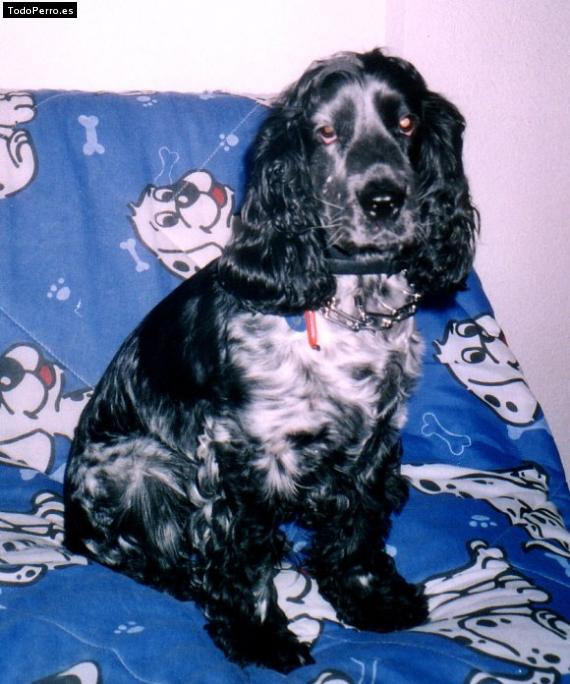 Foto del perro Sandor