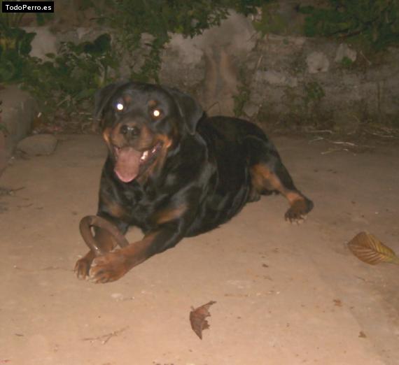 La foto del perro