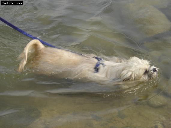 La foto del perro