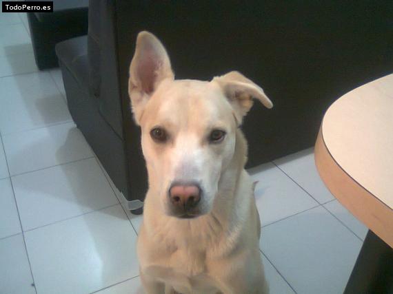 Foto del perro Voltar