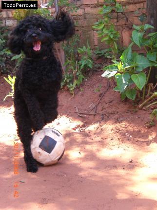 La foto del perro Jon Foto del perro Jon